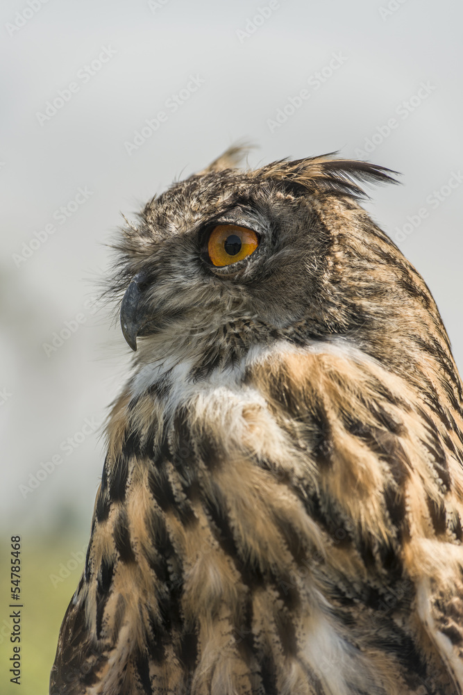 Adult Eurasian Eagle Owl portrait Adult Eurasian Eagle Owl portrait