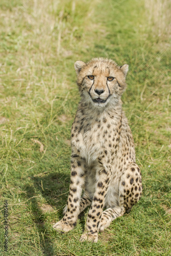 Young cheetah sitting in the grass