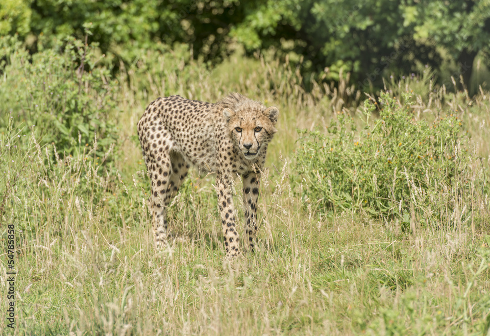 Obraz premium Young cheetah