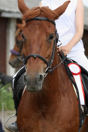 Портрет спортивной лошади