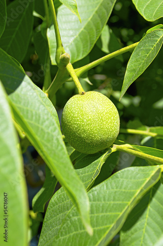 Wallpaper Mural Green walnut growing on a tree. Torontodigital.ca