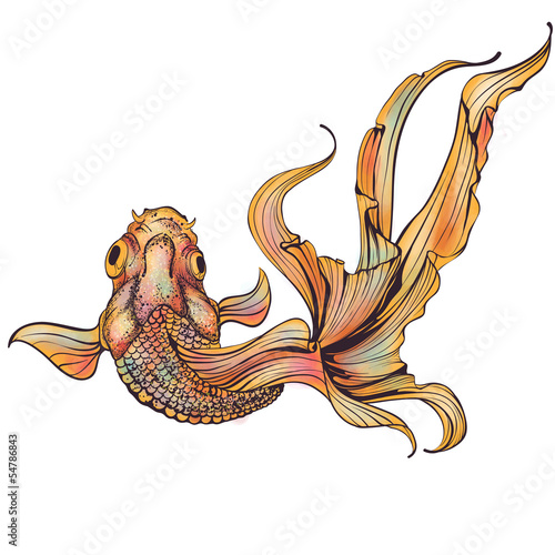 Goldfish on white background