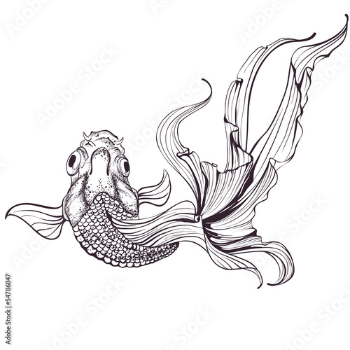 Goldfish sketch on white background