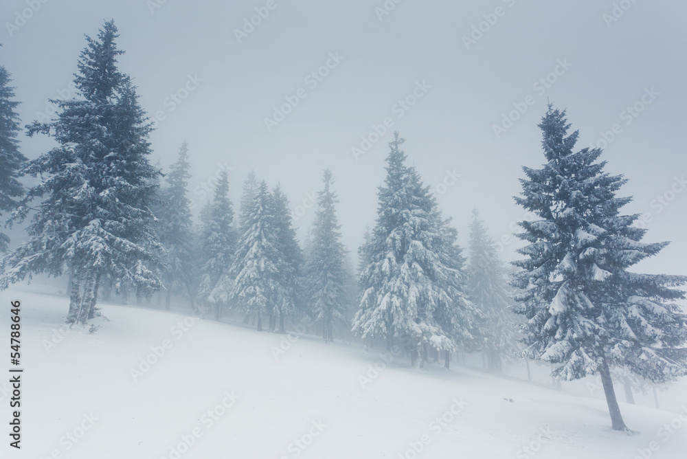 winter winter