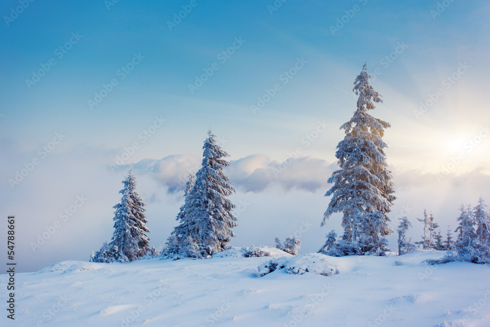 Obraz premium winter