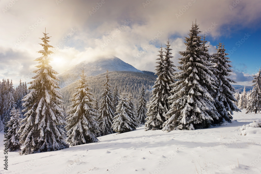 Fototapeta premium winter