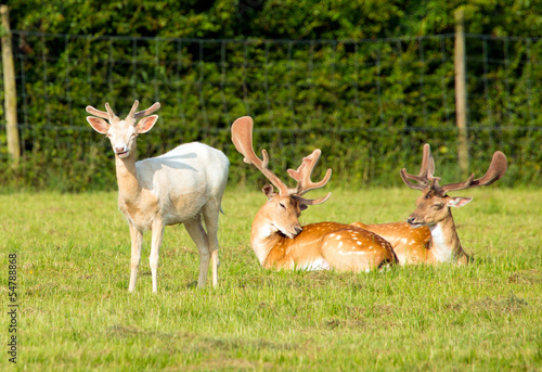 Albino and red deer in the New Forest Hampshire England