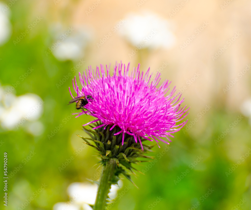 Fly on a pink flower Fly on a pink flower
