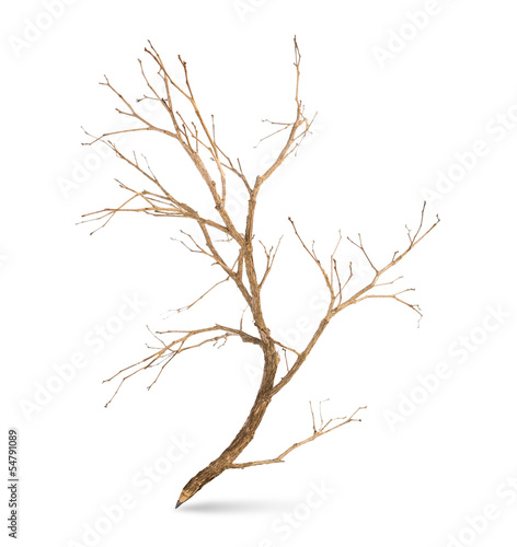 Pencil tree shaped on white background