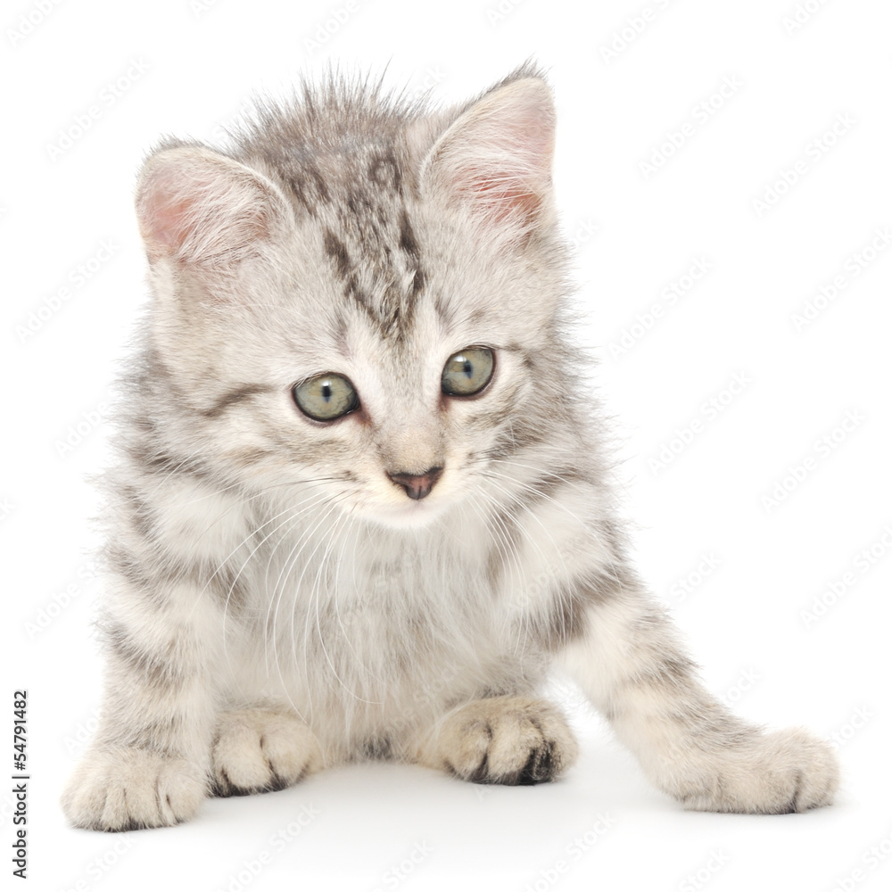 Obraz premium Kitten on a white background