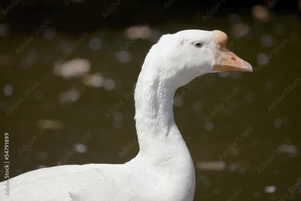 Head of white swan goose. Head of white swan goose.