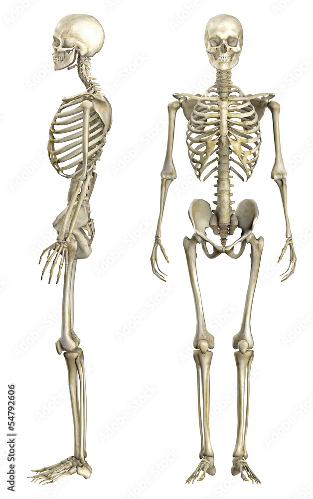 anatomische figur, skelett Stock Photo
