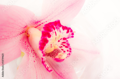 Fototapeta Naklejka Na Ścianę i Meble -  Pink orchid