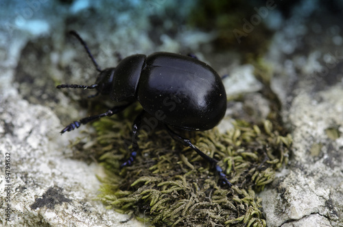 Cockroach in the Grass photo