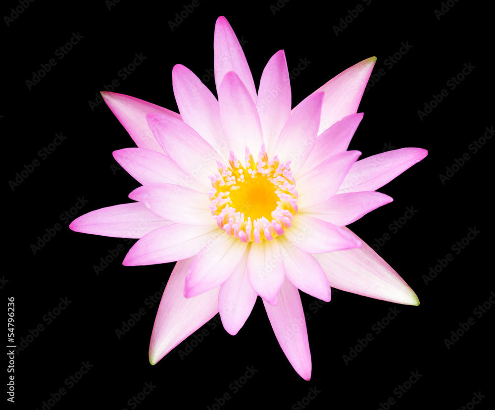 Lotus isolated in black background.