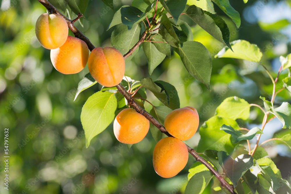 Ripe apricots Ripe apricots