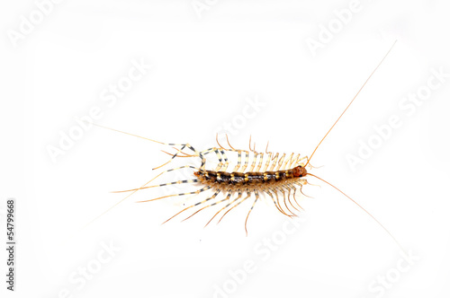 Slika na platnu The centipede on white background