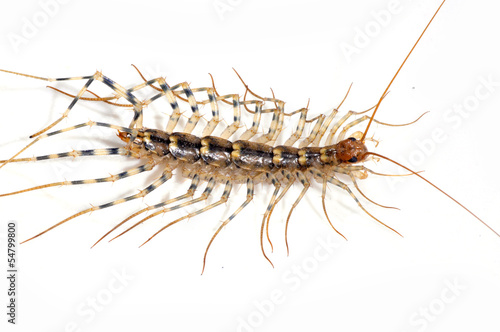 Photo The centipede on white background