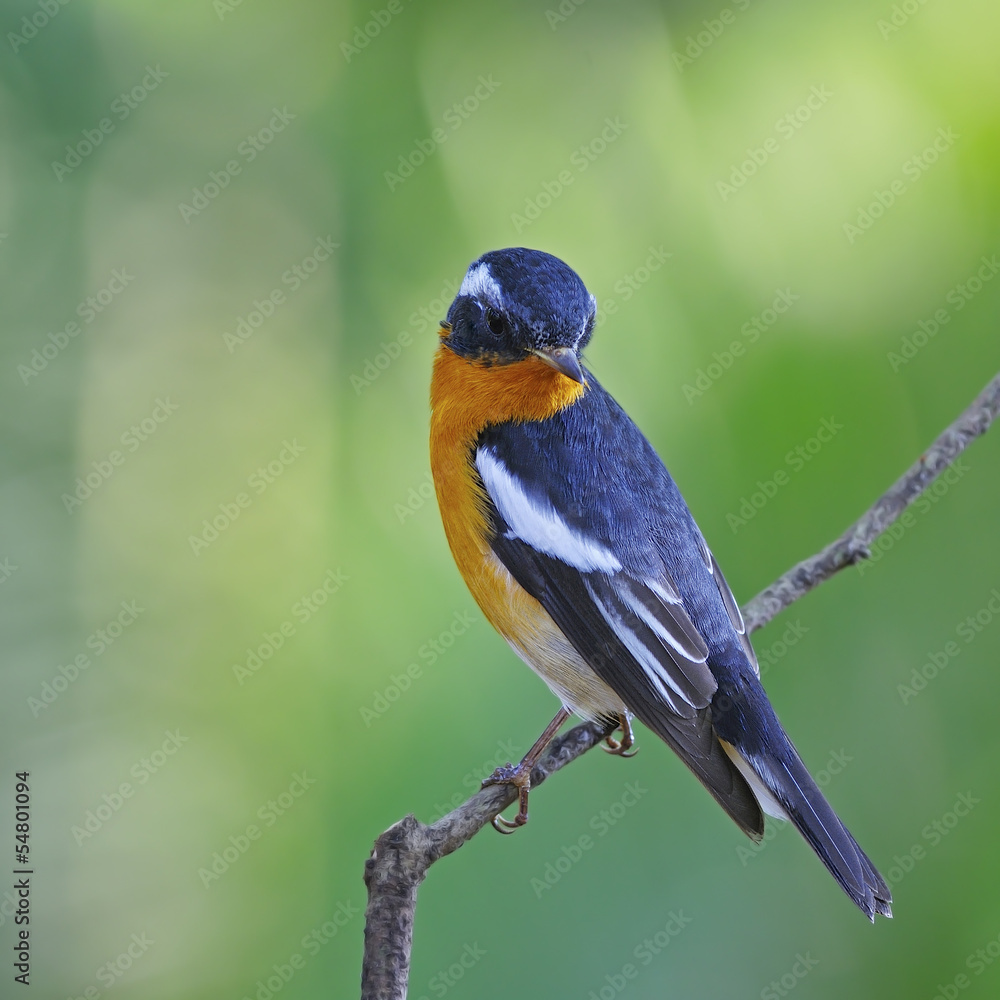 Fototapeta premium male Mugimaki Flycatcher