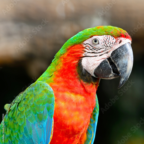 Harlequin Macaw