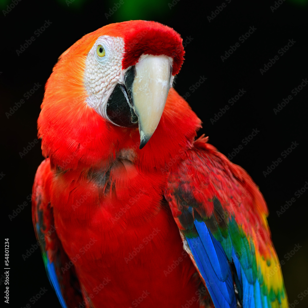 Fototapeta premium Scarlet Macaw