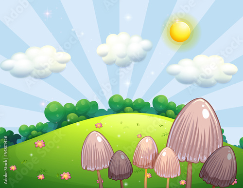 Group of mushroom plants near the hill