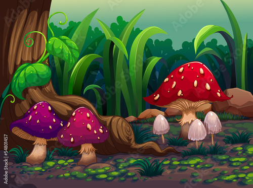 Giant mushrooms in the forest
