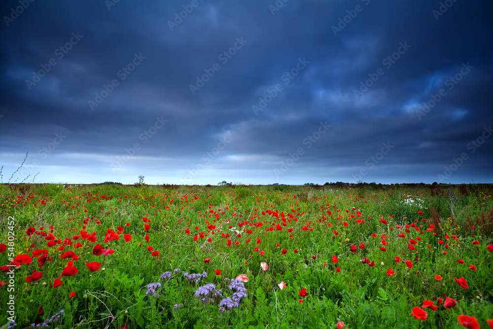poppy flowers field and dark sky