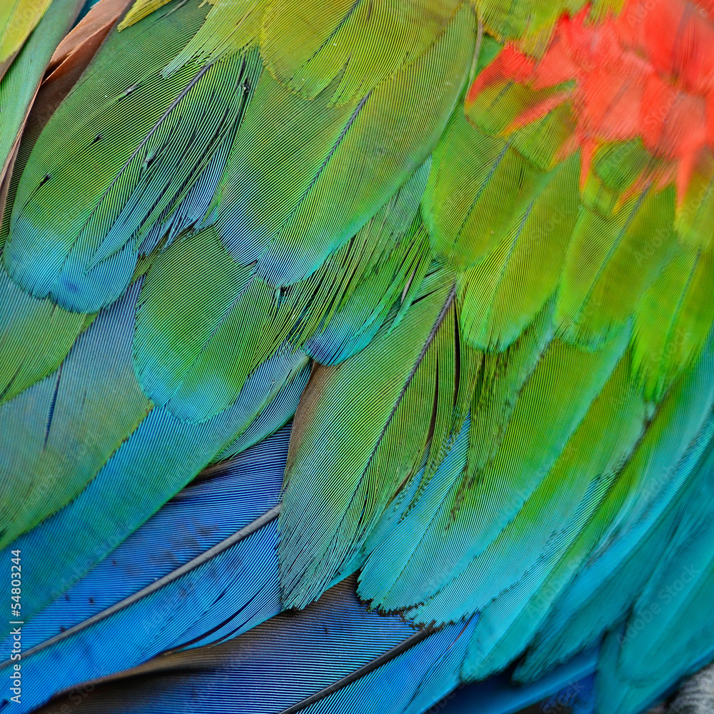 Obraz premium Greenwinged Macaw feathers