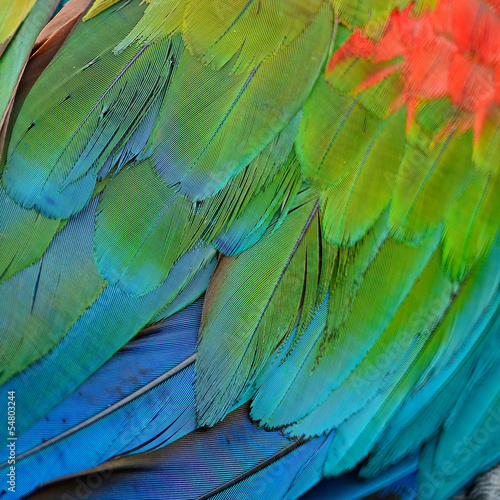 Greenwinged Macaw feathers