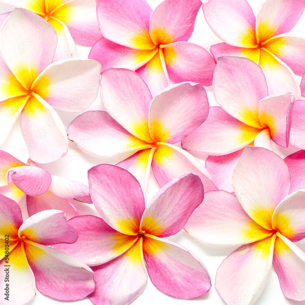 Plumeria Plumeria