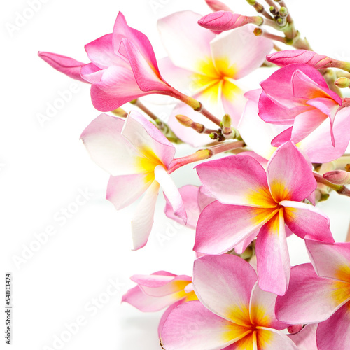 Plumeria