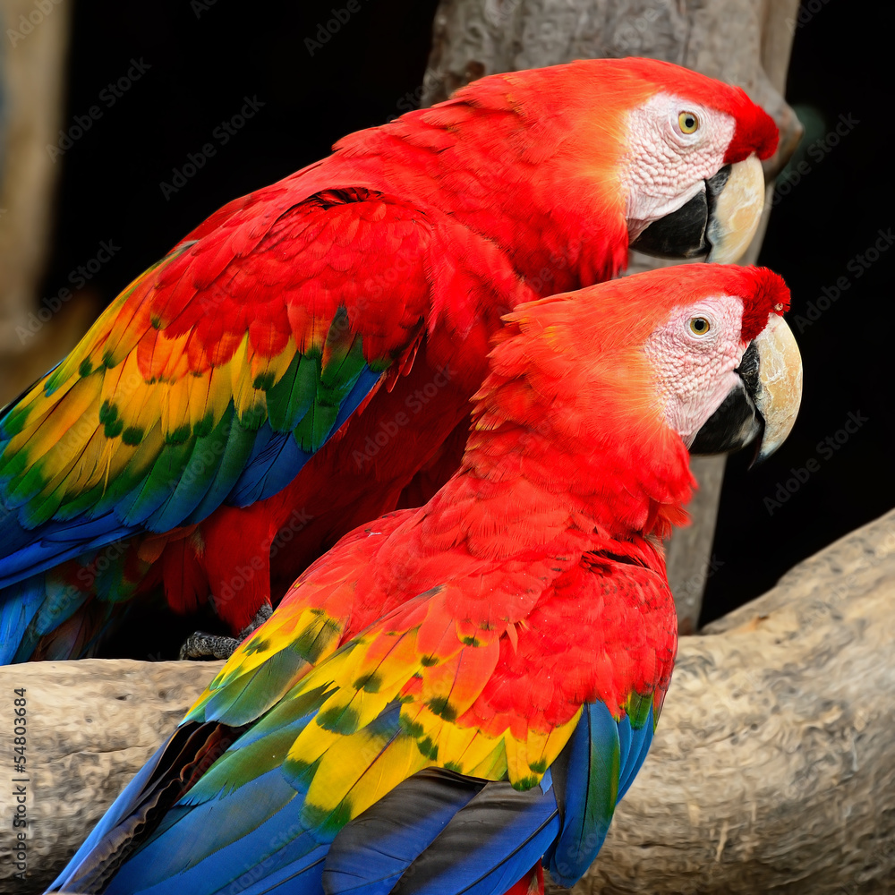 Obraz premium Scarlet Macaw