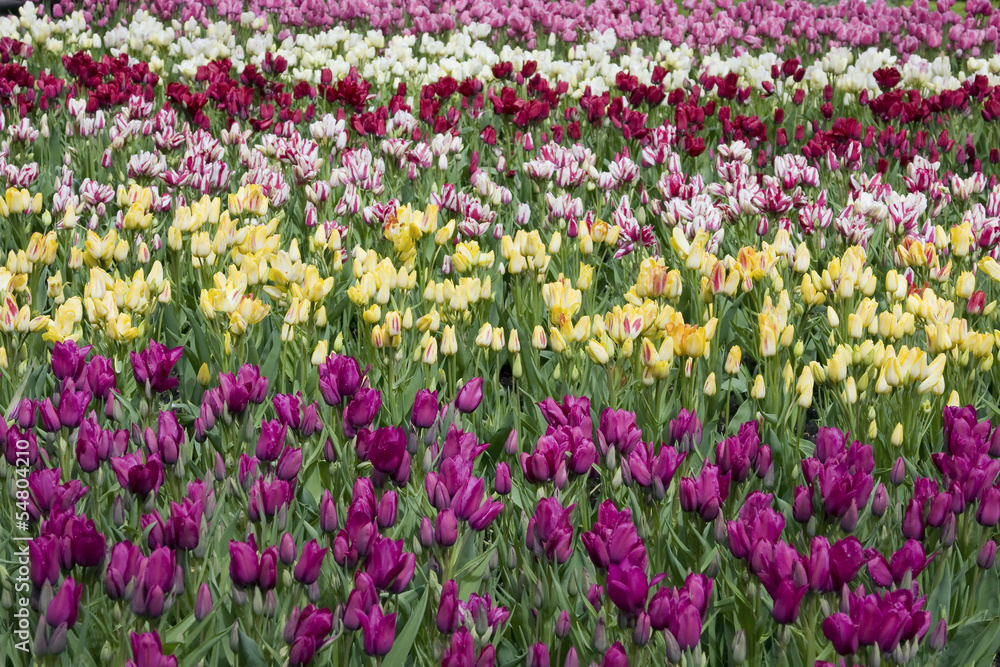 Field full of tulips