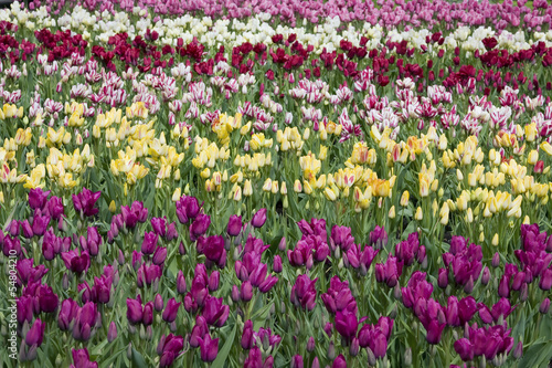 Field full of tulips