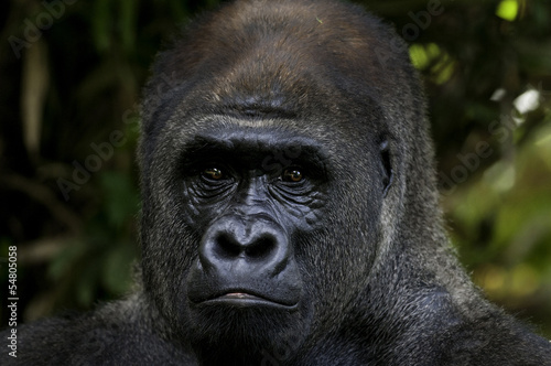 Lowland Gorilla Portrait © dptro