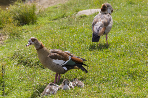 Gänsefamilie photo