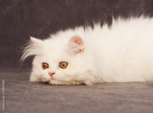 Adorable white Persian kitten © fotosmile777