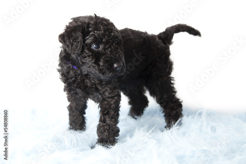 Kerry Blue terrier puppy