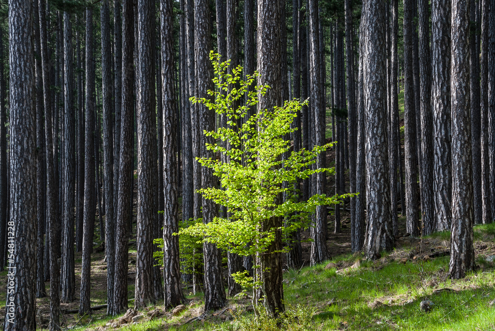 Naklejka premium Green leaves in a forest of black pines
