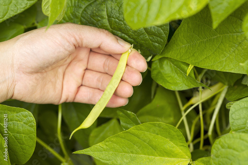 Hand Picking Green Beans in Garden