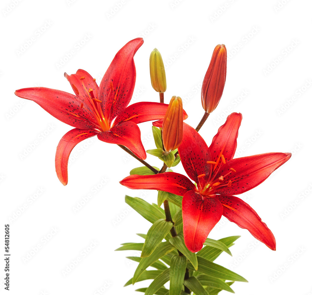 A red lily bouquet life