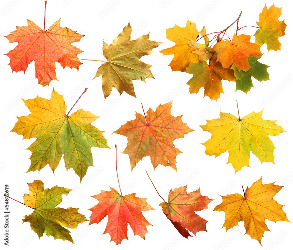 Fototapeta premium Isolated autumn maple leaves