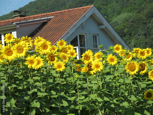 haus im sonnenblumenfeld