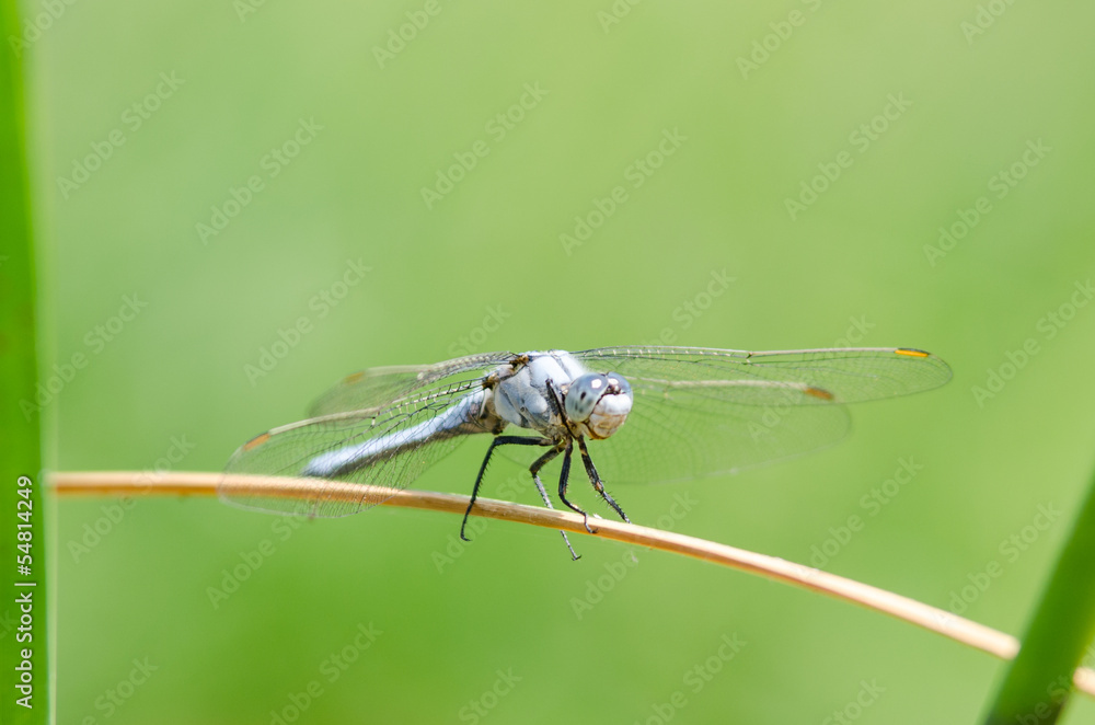 dragonfly dragonfly
