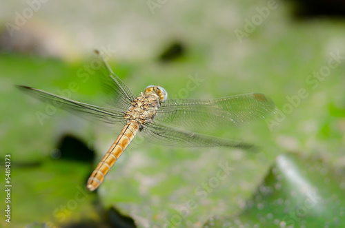 dragonfly