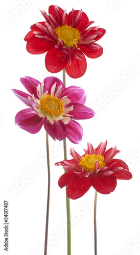 Fototapeta Naklejka Na Ścianę i Meble -  dahlia