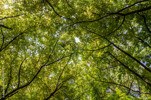 Summer Trees Foliage © radub85
