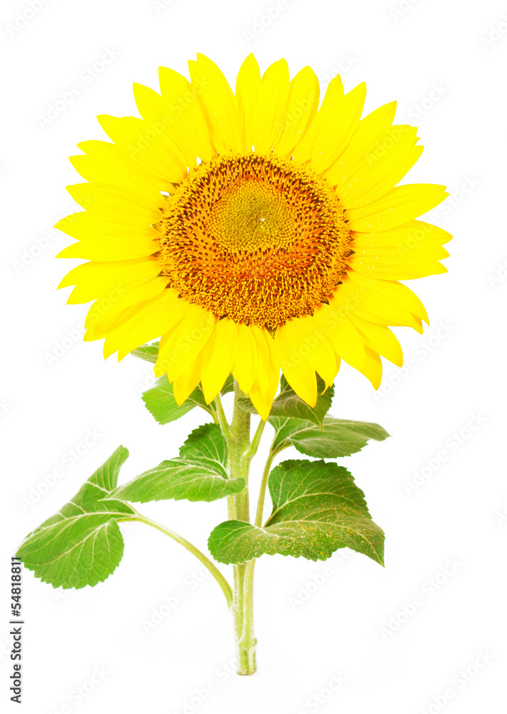 Obraz premium Sunflower
