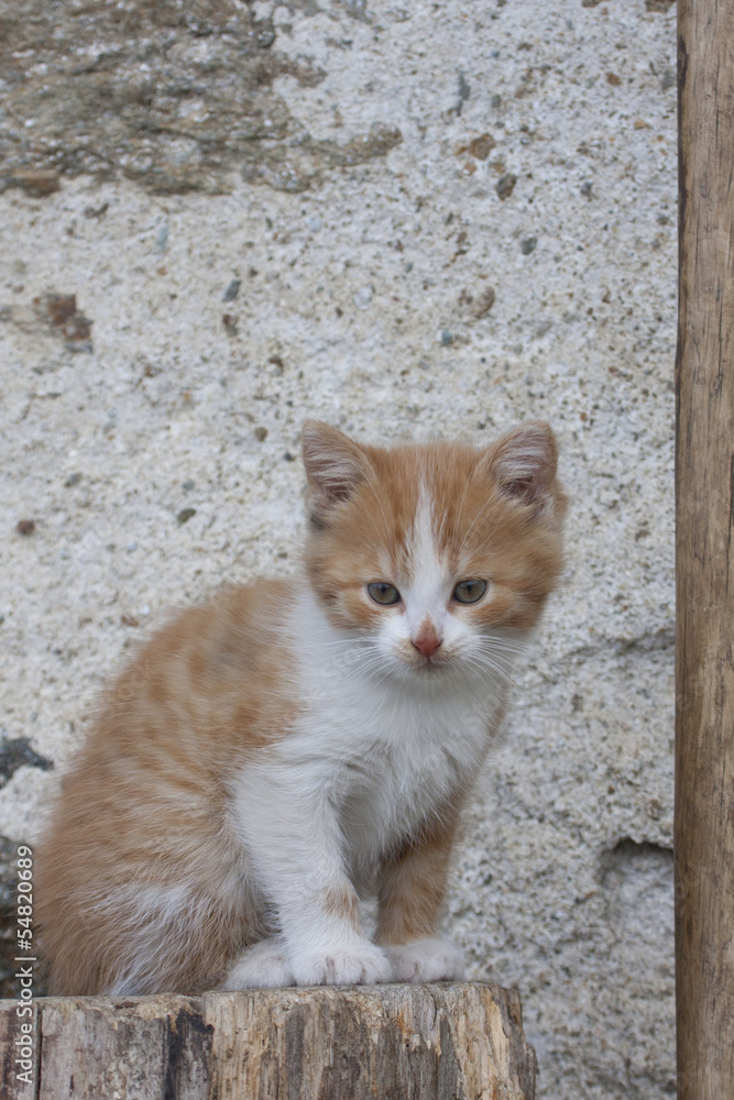 portrait of baby cat